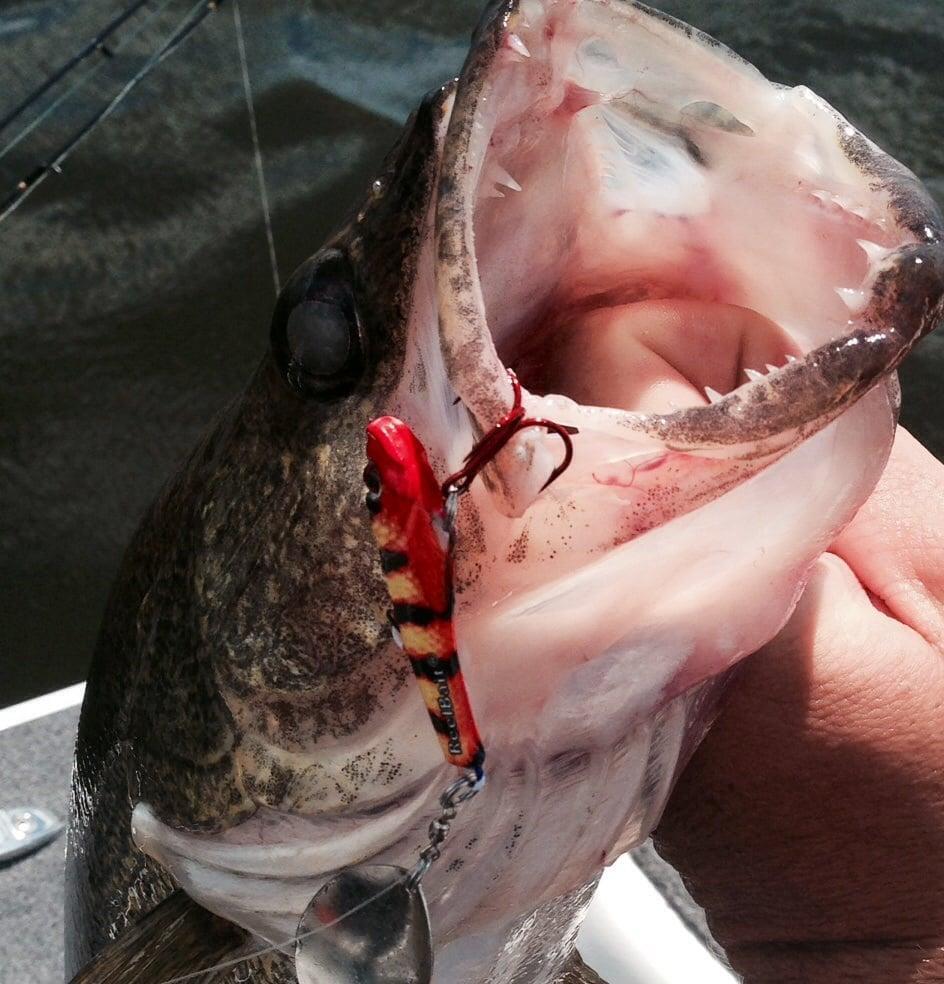 Fishing for walleye